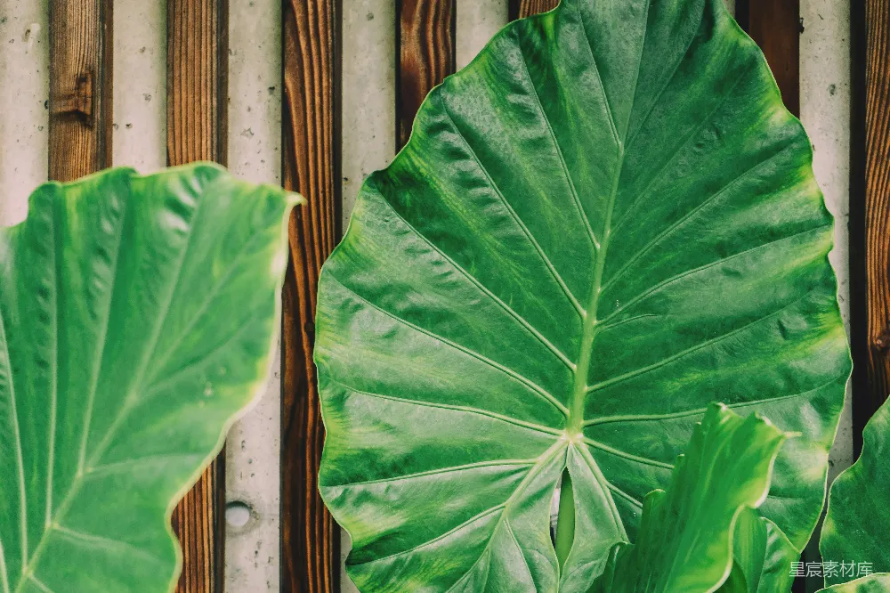 高清摄影 叶子 热带植物 自然 绿色 户外 热带植物的叶子特写