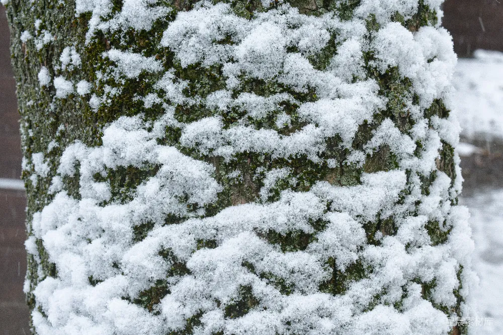 高清摄影 雪景 树皮 自然 冬日 户外 雪覆树皮的自然之美