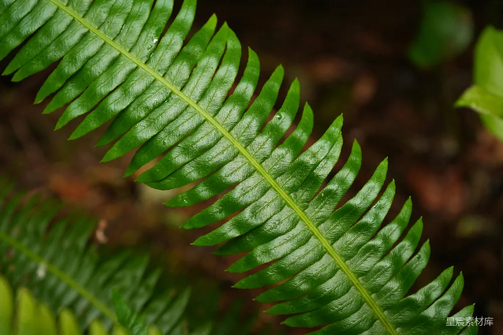 高清摄影 蕨类植物 绿色 自然 户外 生态 翠绿的蕨类植物特写