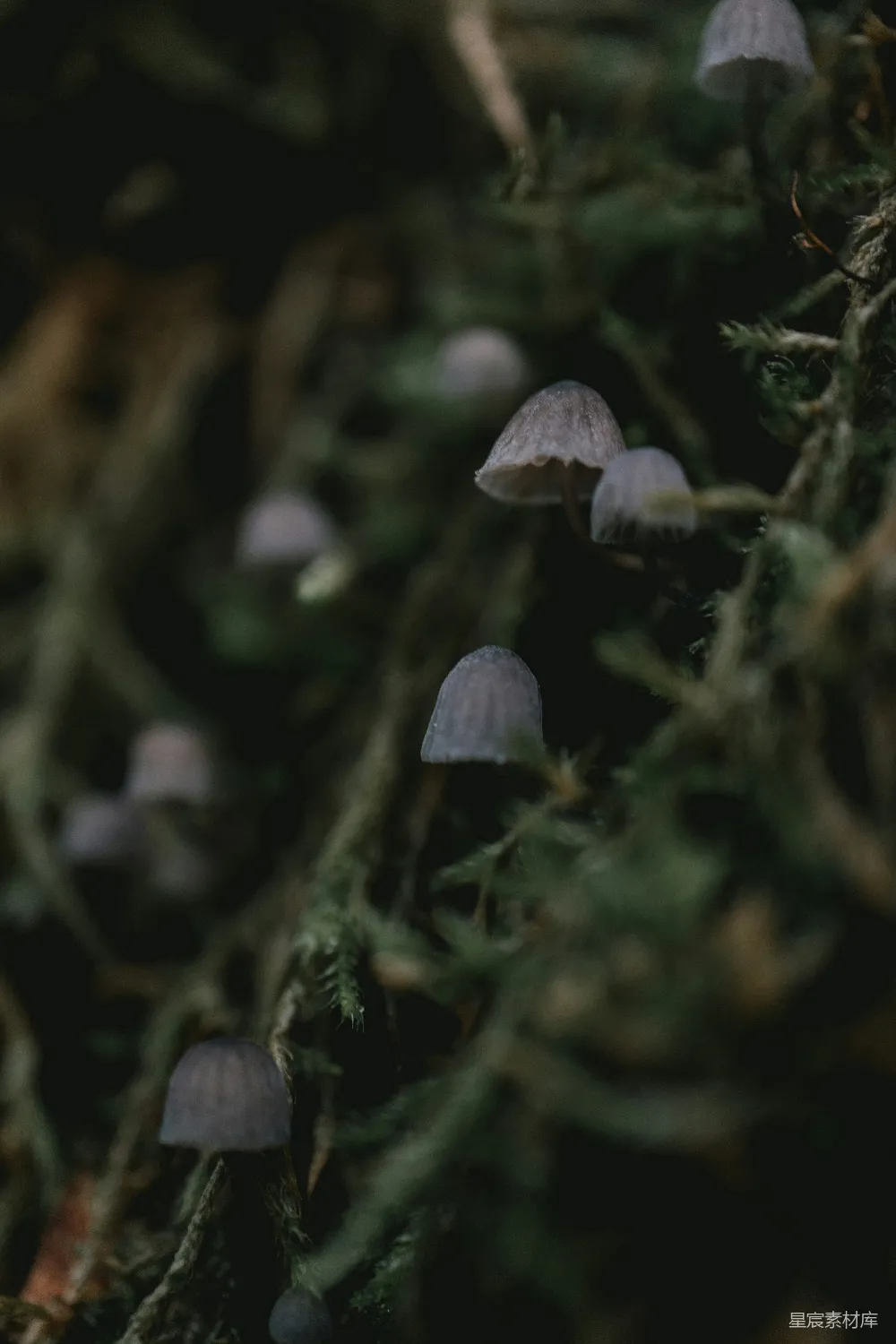 高清摄影 蘑菇 森林 自然 宁静 绿色 森林中的小蘑菇