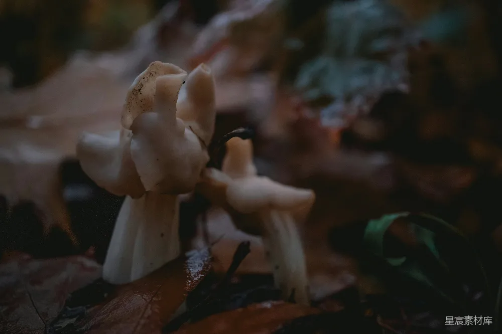 高清摄影 蘑菇 自然 森林 光影 神秘 森林中的神秘白蘑菇