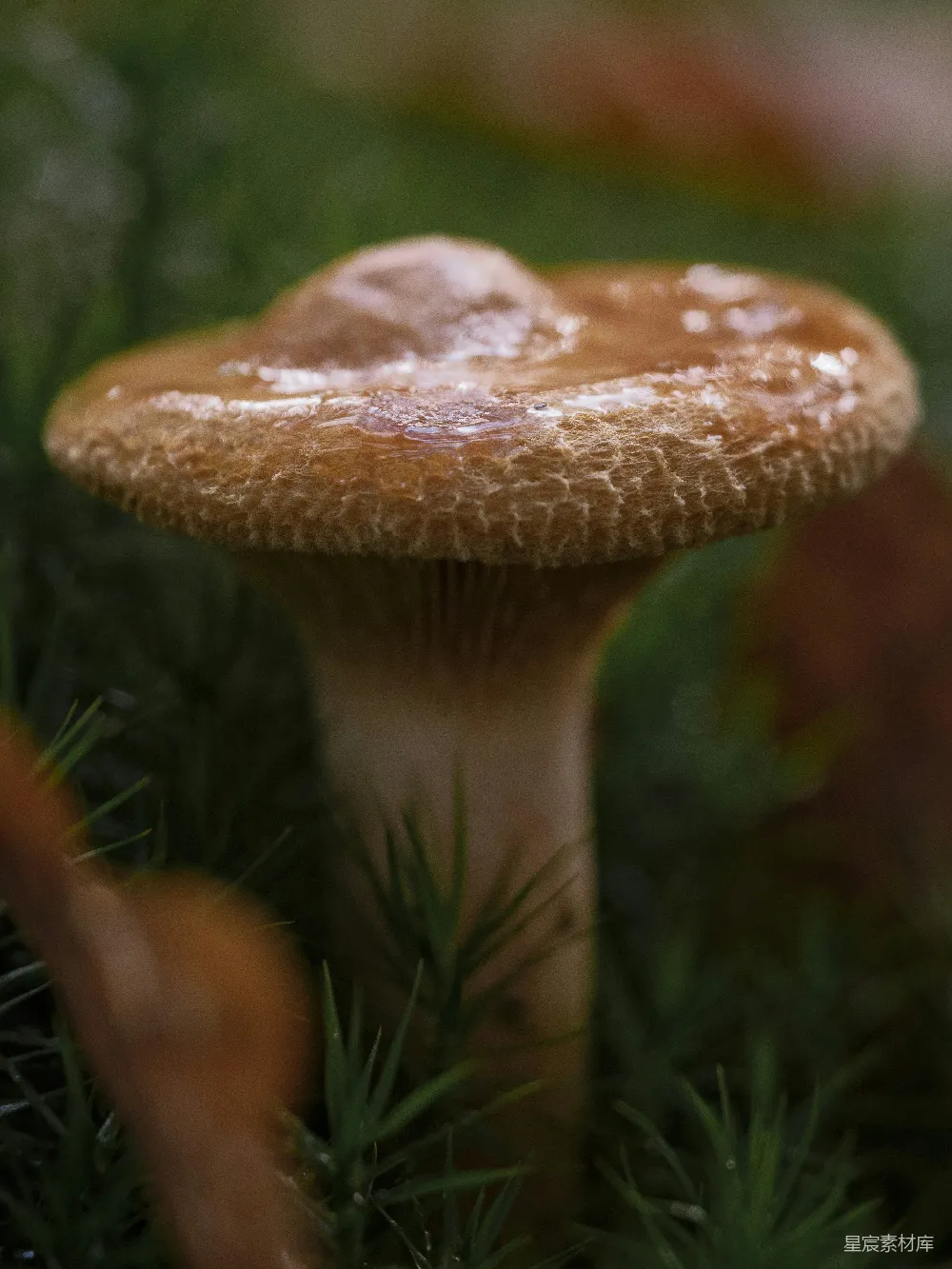 高清摄影 蘑菇 自然 森林 特写 生态 森林中的小蘑菇