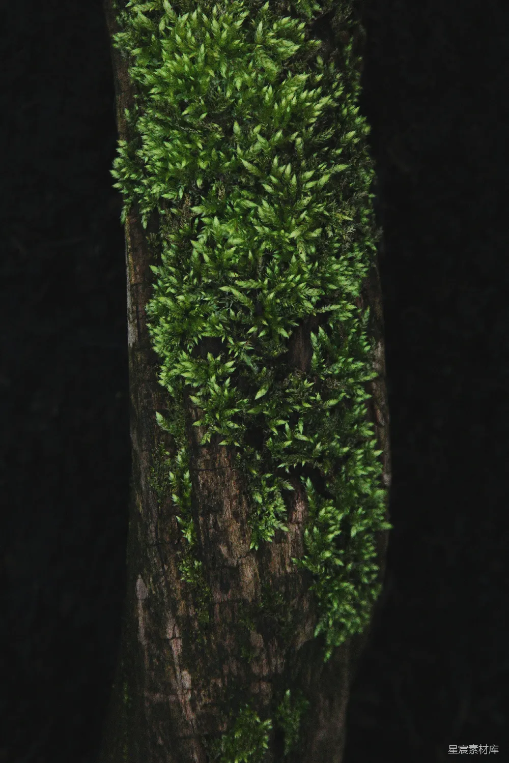 高清摄影 苔藓 自然 树干 生态 森林 苔藓覆盖的树干
