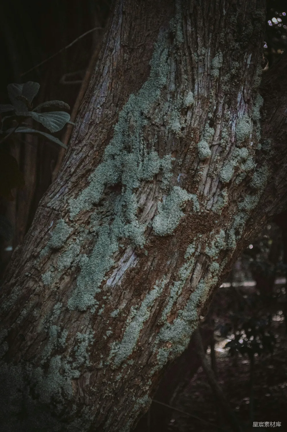 高清摄影 自然 森林 心形 苔藓 复古 古老树干上的青苔心形