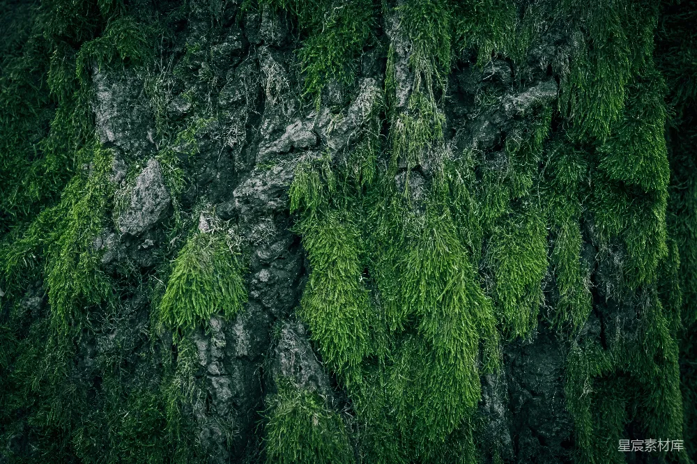 高清摄影 自然 纹理 森林 背景 户外 青苔覆盖的岩石