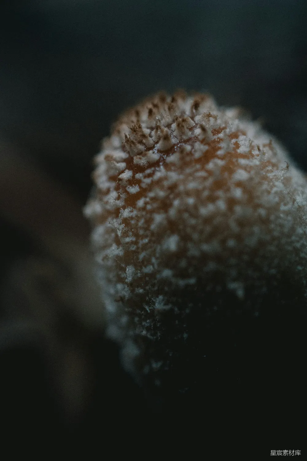 高清摄影 蘑菇 雪景 自然 冬季 微观 雪覆下的蘑菇