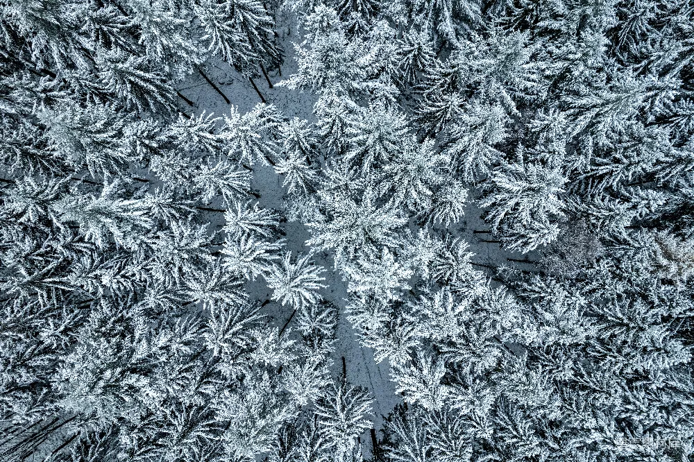 高清摄影 雪景 松树 森林 俯视图 冬季 雪中松林俯瞰图