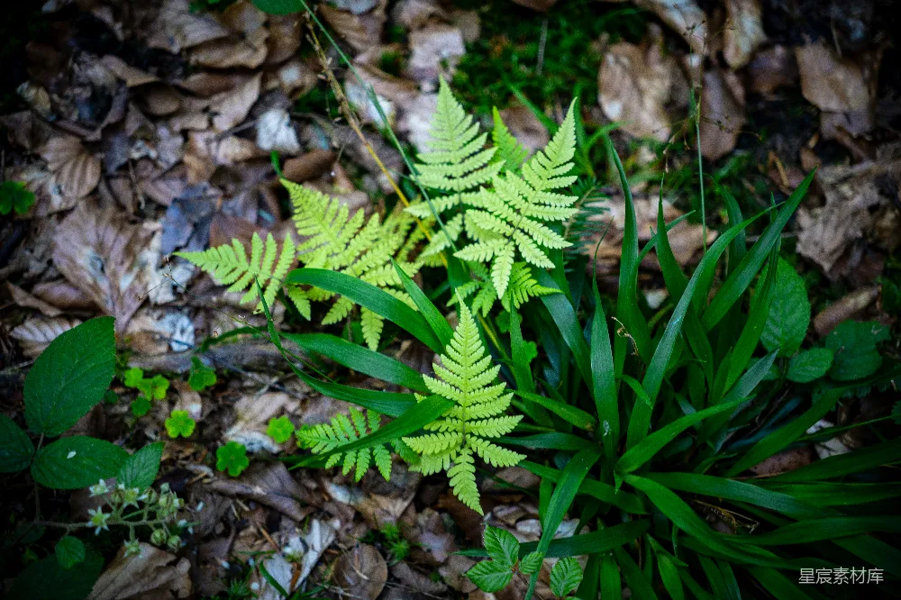 高清摄影 蕨类植物 森林 自然 绿色 生态 森林中的蕨类植物
