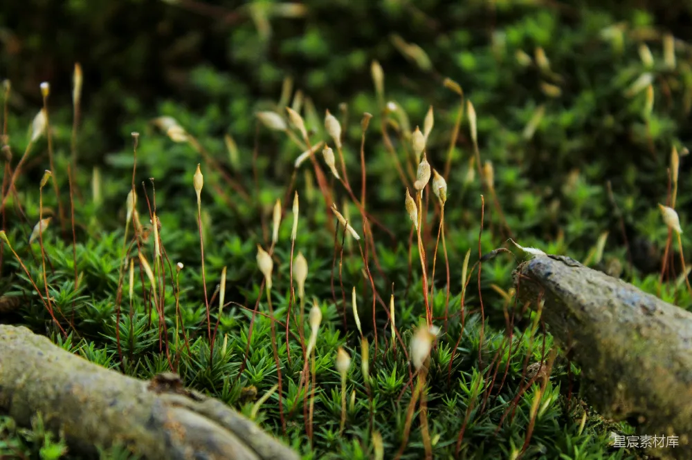 高清摄影 苔藓 自然 生态 孢子 森林 苔藓与孢子的自然风景