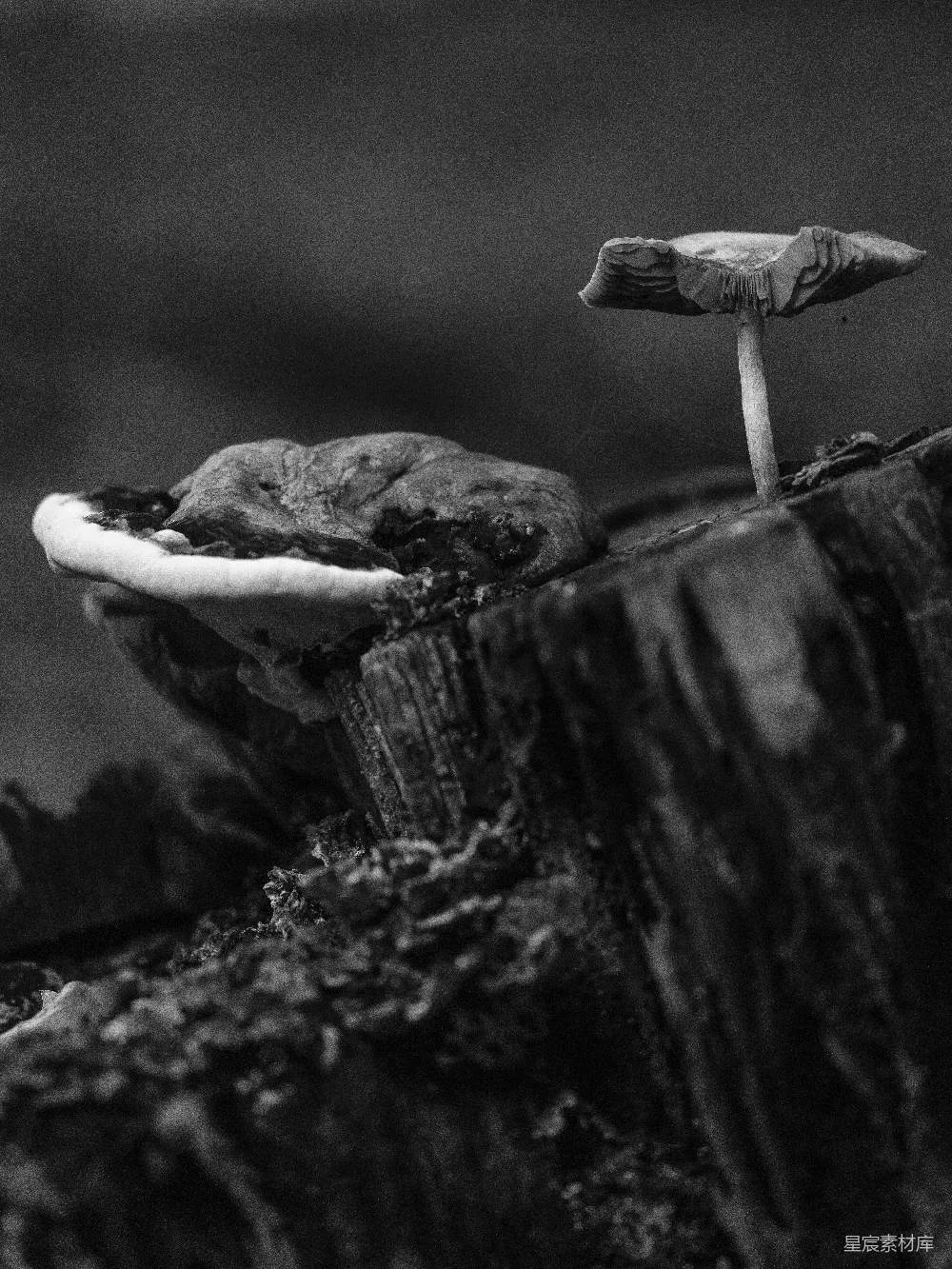 高清摄影 自然 黑白摄影 生态 森林 静谧 枯木上的蘑菇