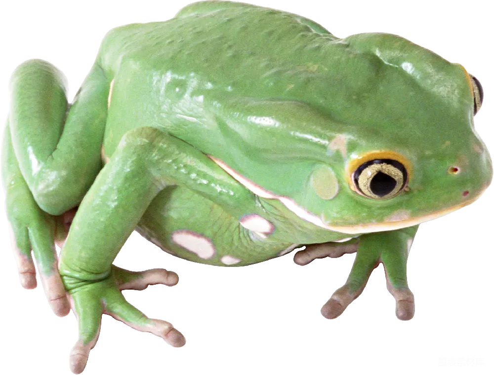元素素材 青蛙