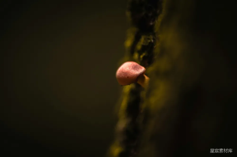 高清摄影 蘑菇 自然 光影 微距 细腻 蘑菇与光