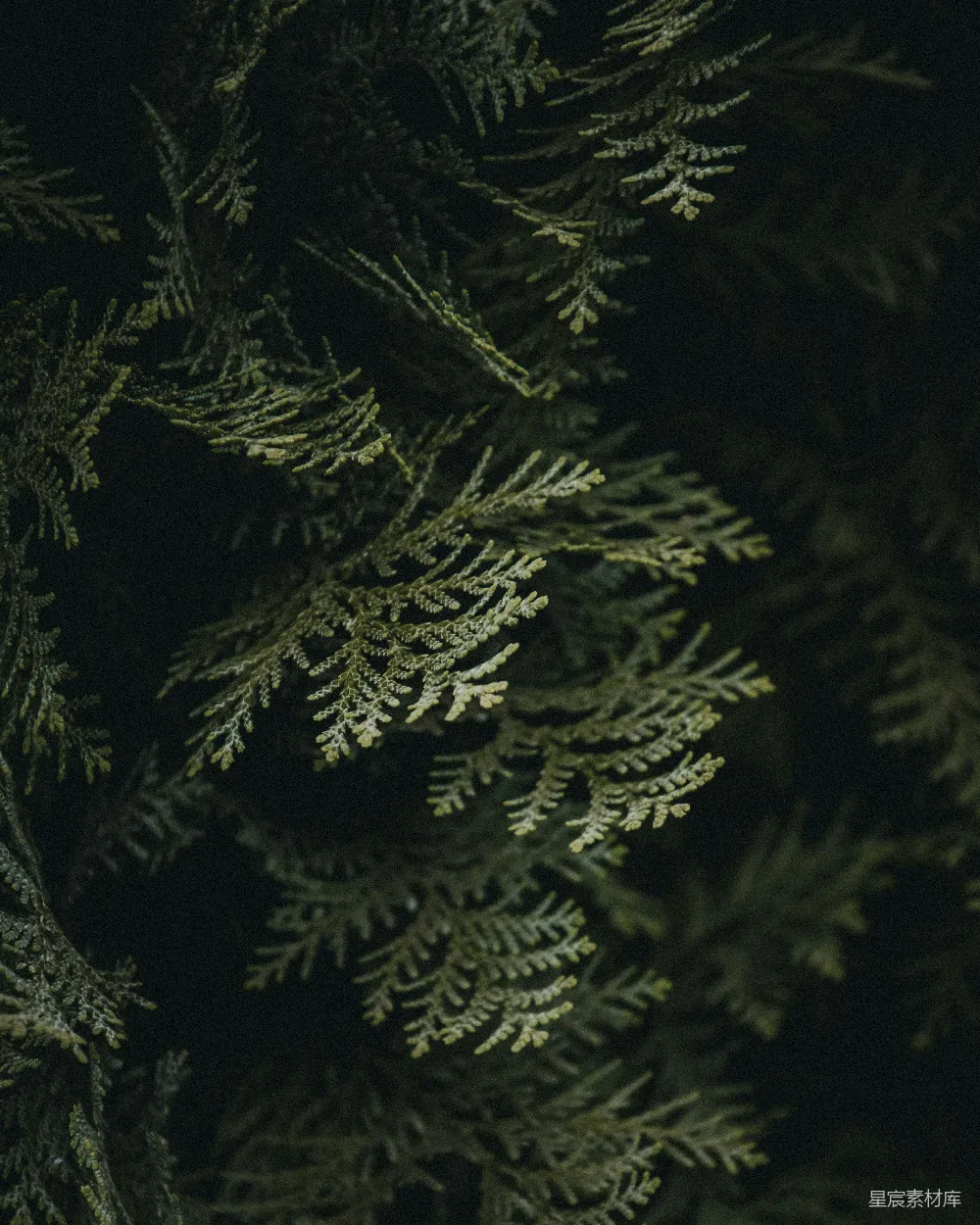 高清摄影 松枝 夜景 自然 宁静 黑暗 夜色中的松树枝