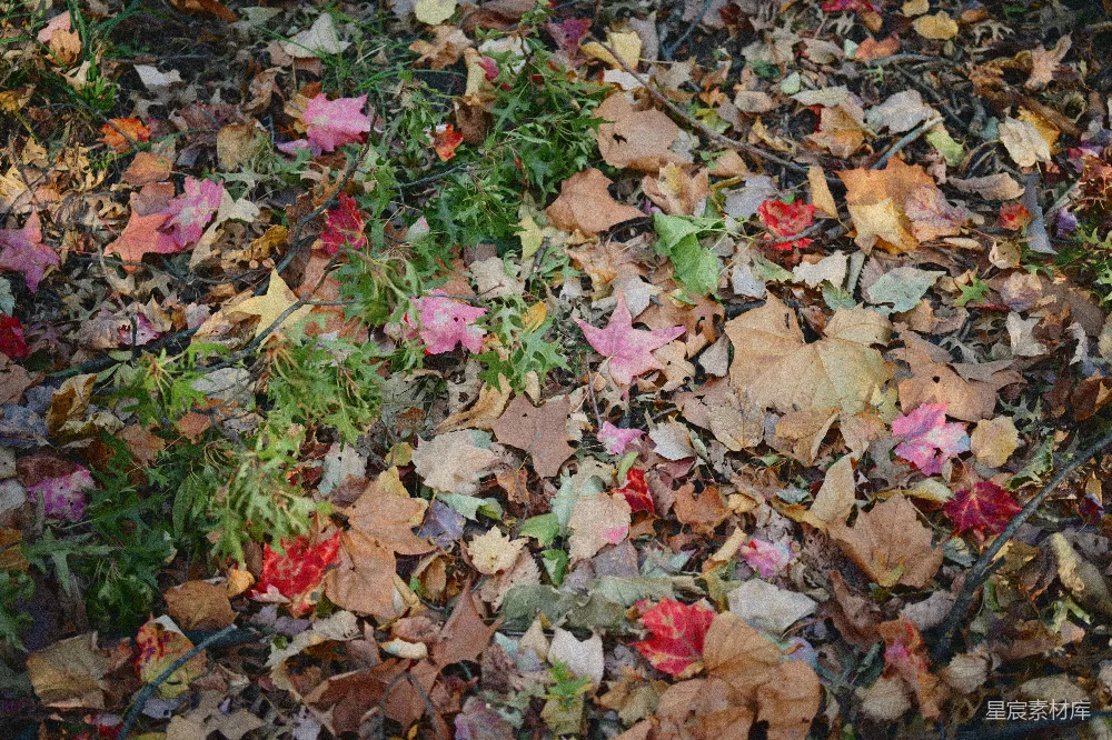 高清摄影 秋天 落叶 自然 风景 户外 秋天的落叶