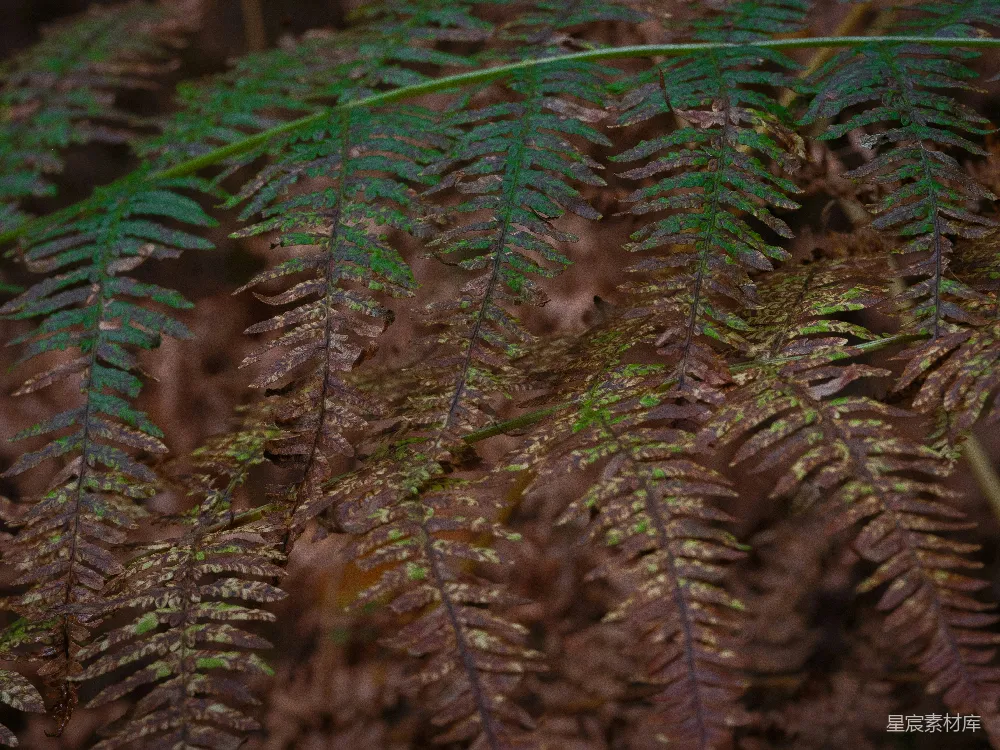 高清摄影 蕨类植物 自然 植物 生态 细节 蕨类植物的自然之美