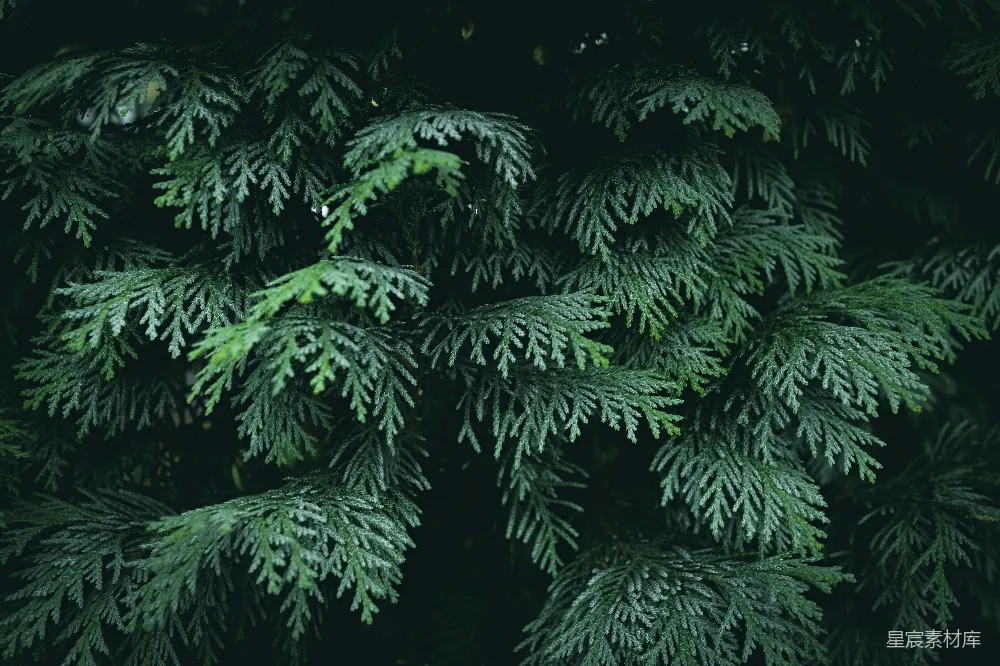 高清摄影 自然 绿色 植物 细节 户外 松树枝特写