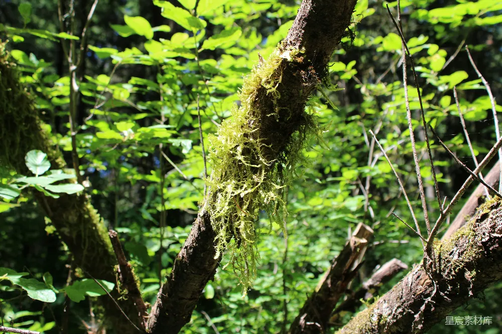 高清摄影 森林 苔藓 自然 生态 宁静 森林中的苔藓