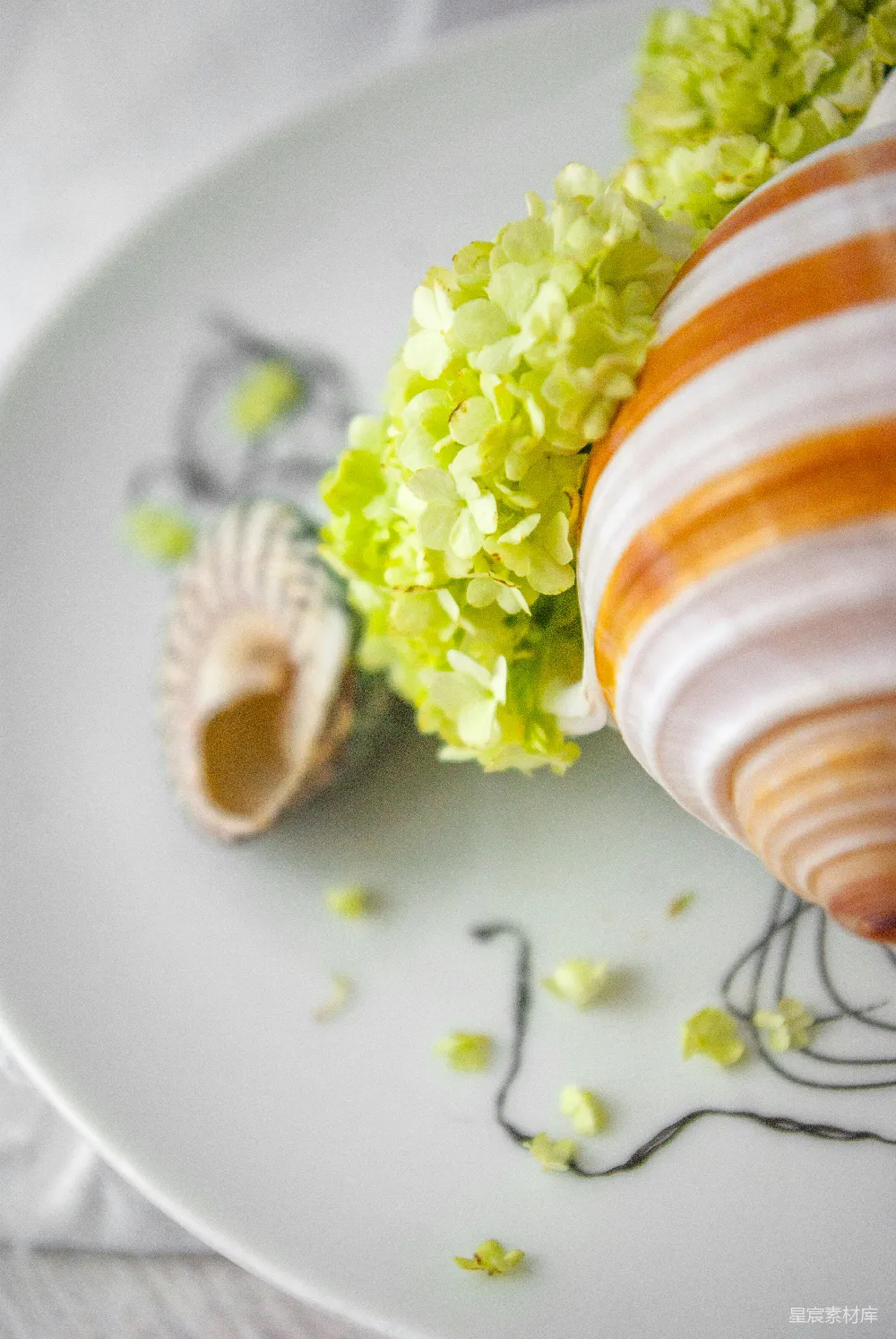 高清摄影 自然元素 花瓶 贝壳 插花 艺术 自然与艺术的完美结合