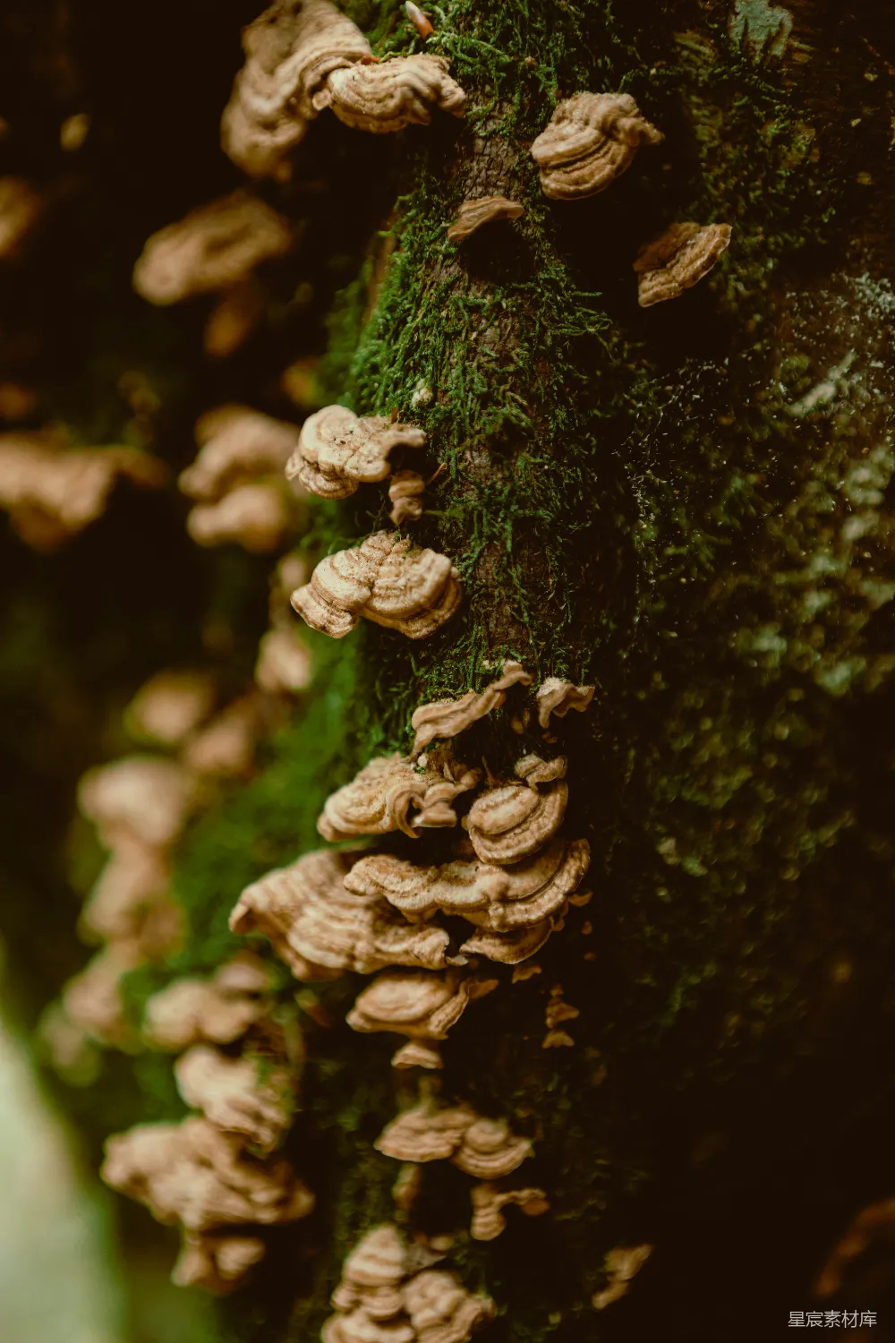 高清摄影 森林 自然 苔藓 灵芝 生态 树上的灵芝与苔藓