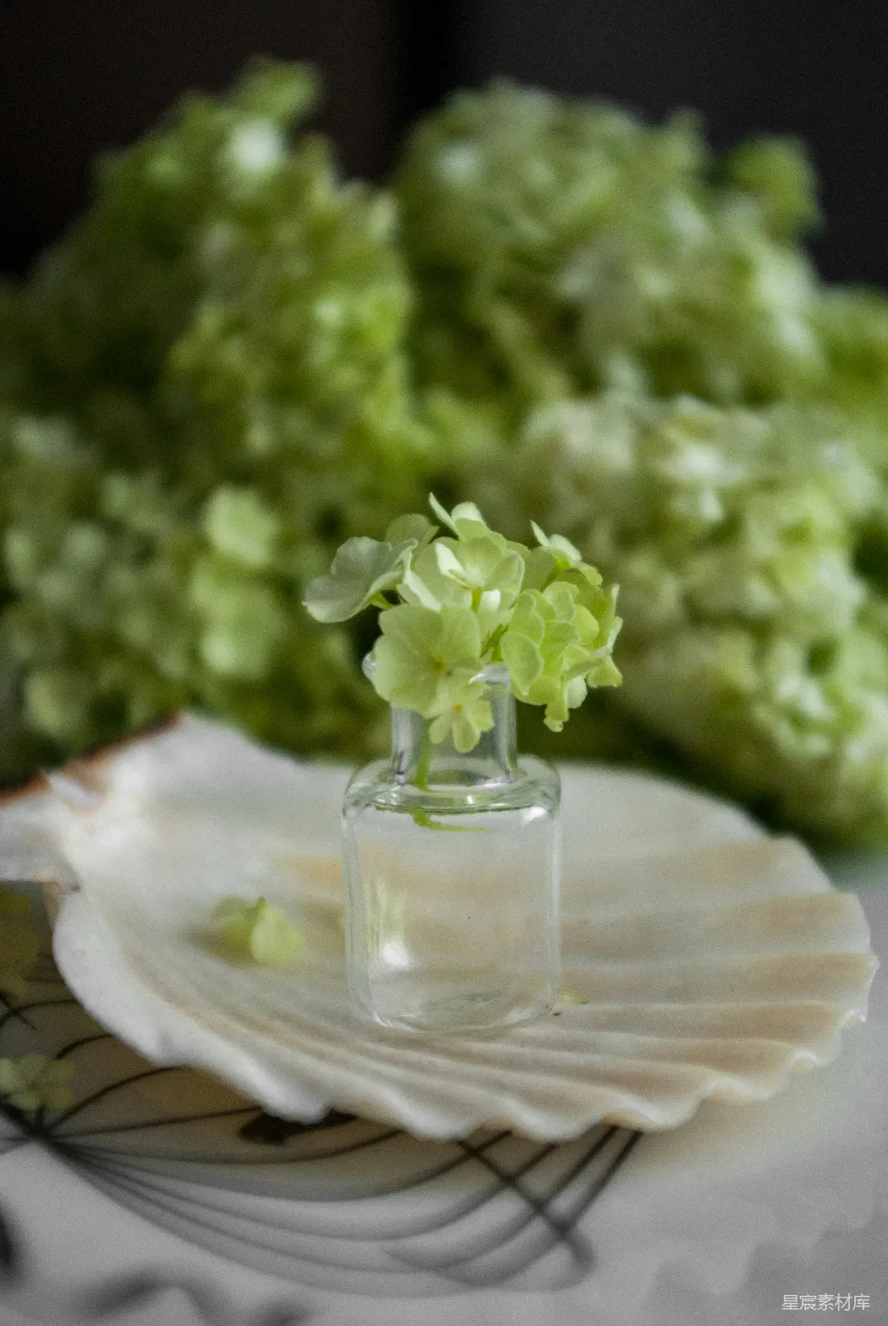 高清摄影 绿植 花瓶 装饰 清新自然 家居 清新绿植花瓶摆件