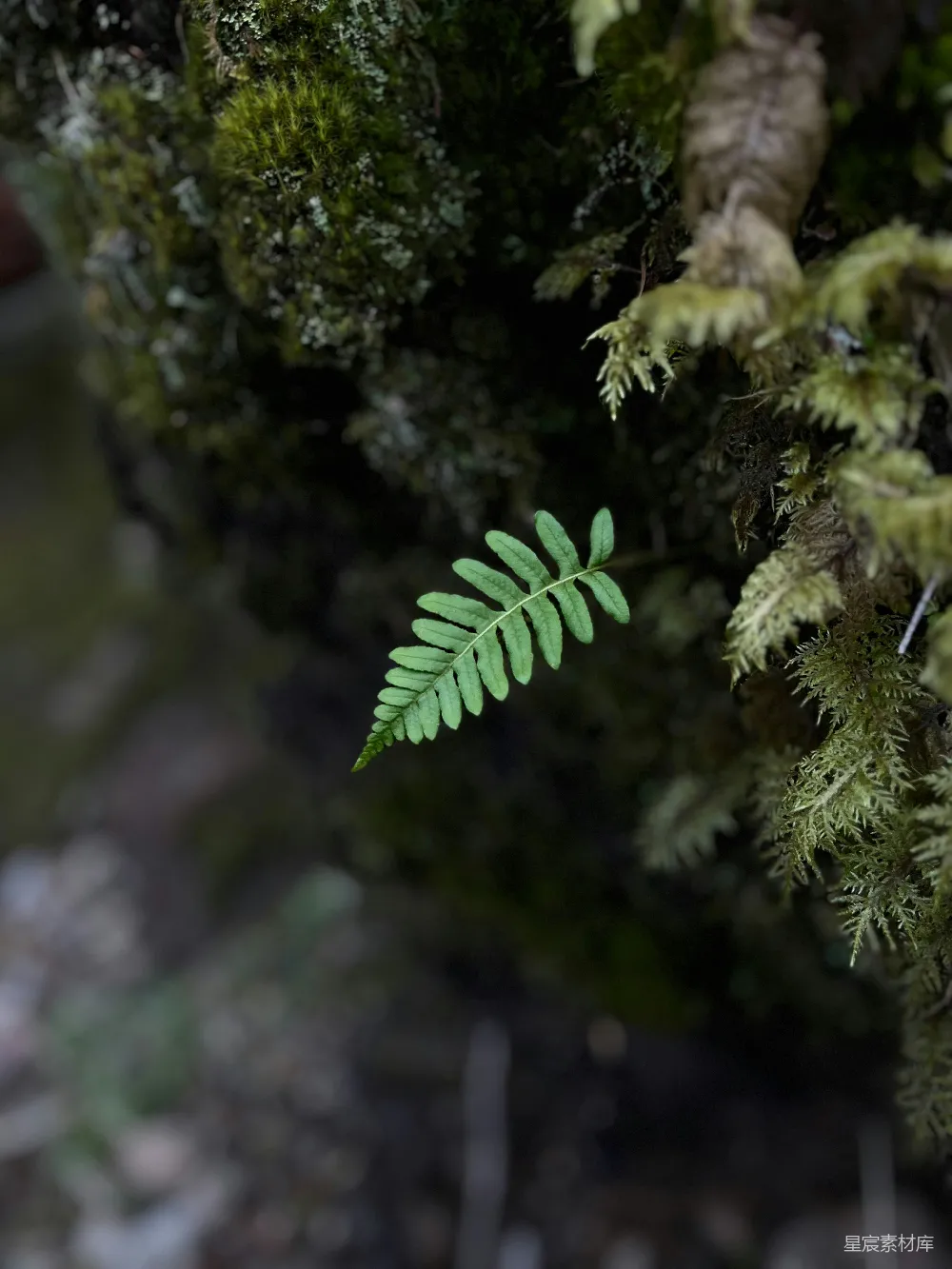 高清摄影 自然 蕨叶 苔藓 森林 生态 苔藓与蕨叶的自然之美