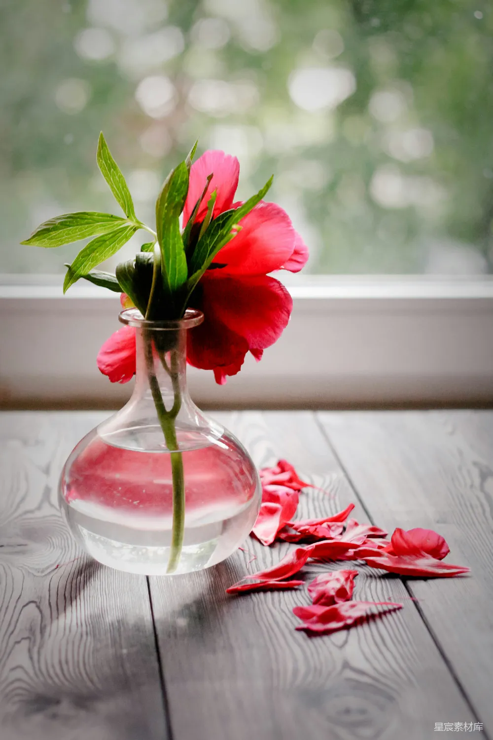 高清摄影 红花 玻璃花瓶 自然 室内 浪漫 窗边的红花与花瓣
