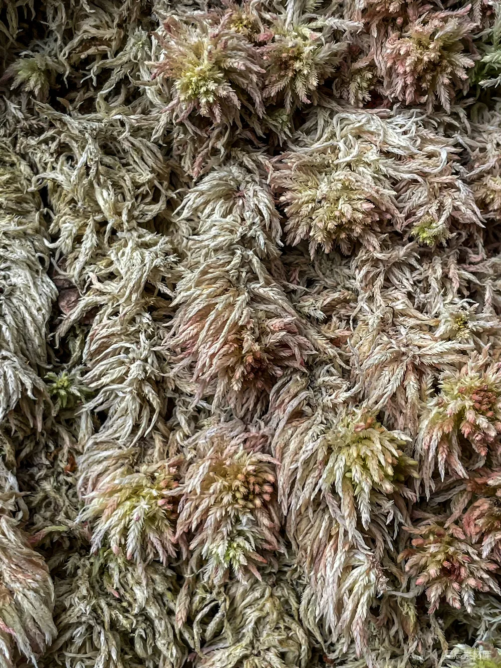 高清摄影 苔藓 自然 纹理 背景 生态 苔藓的自然之美
