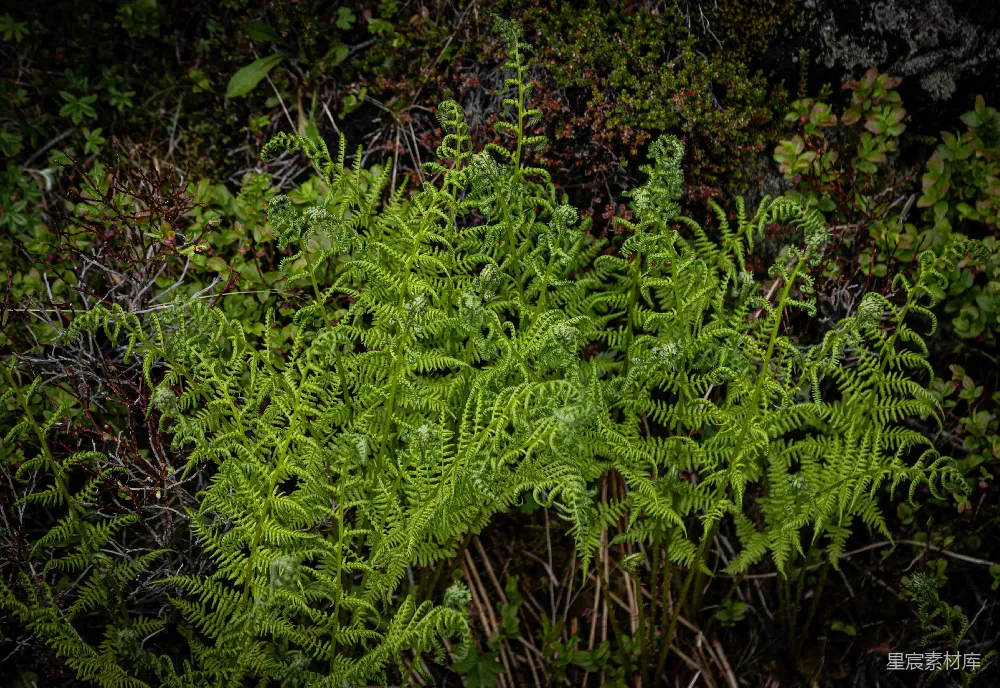 高清摄影 蕨类植物 苔藓 自然景观 绿色植物 森林 蕨类植物与苔藓的自然风光