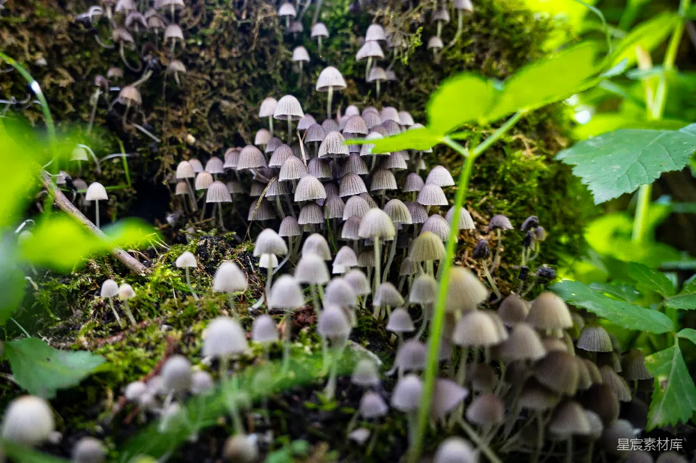 高清摄影 蘑菇 森林 自然 生态 美丽 森林中的蘑菇群