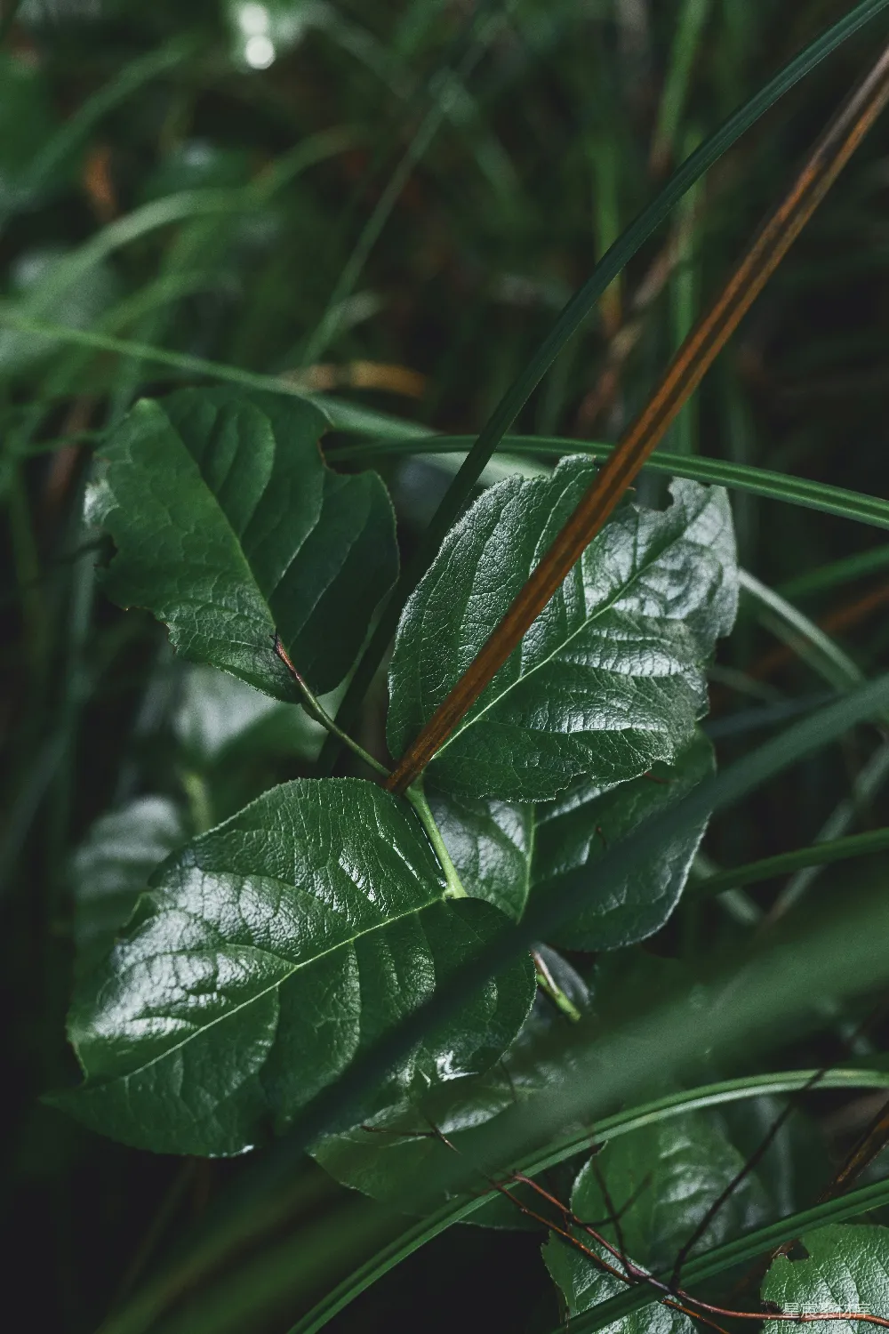 高清摄影 自然 绿色 雨后 植物 清新 雨后清新的绿叶特写