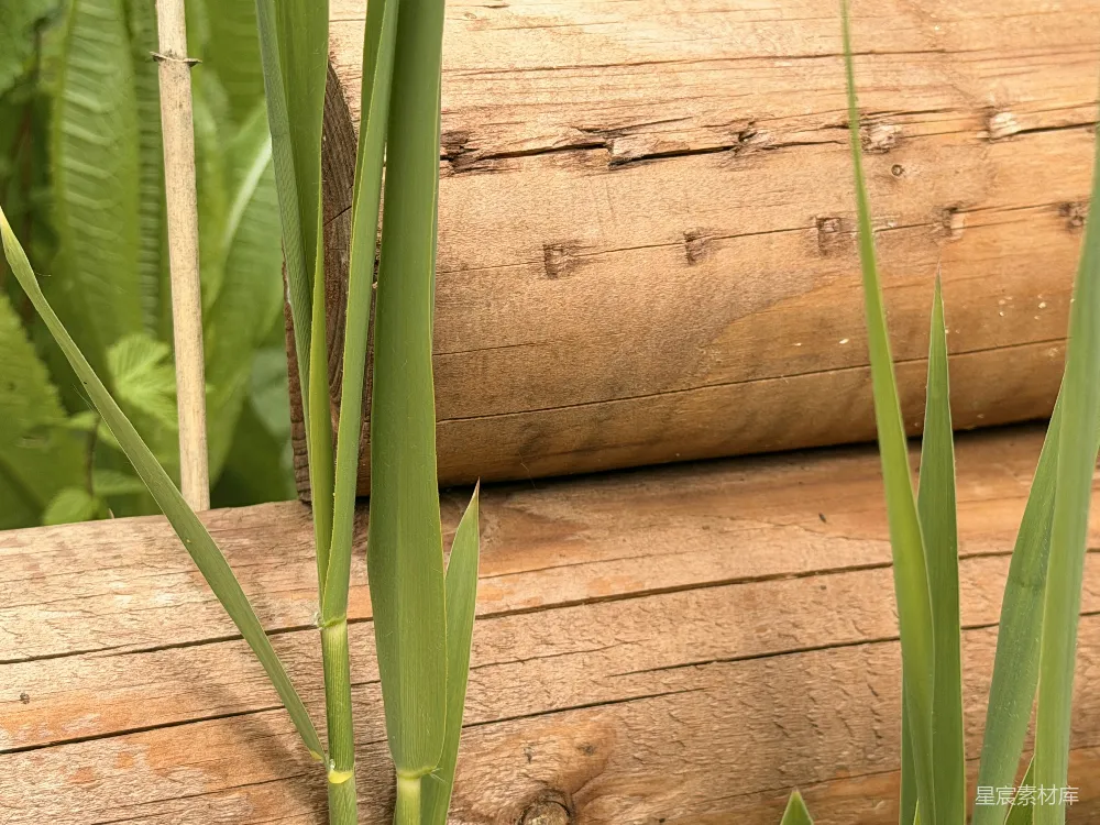 高清摄影 植物 木质背景 自然 绿色 户外 自然的绿色与木质的温暖