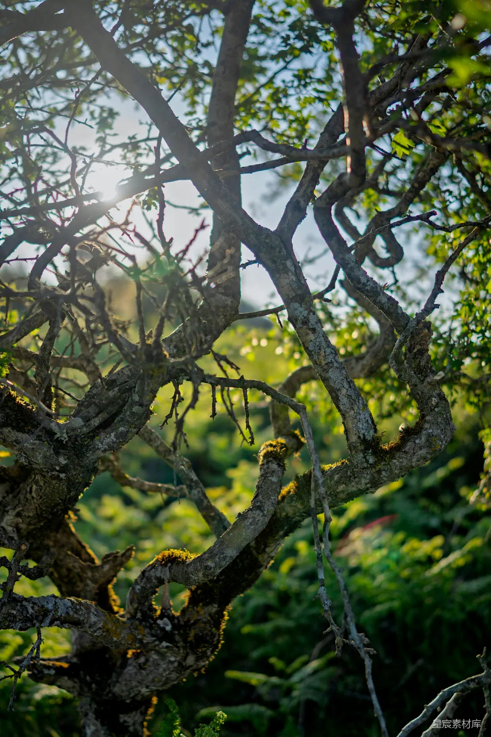 高清摄影 自然风光 树梢 阳光 户外 宁静 阳光穿透树梢的自然美景