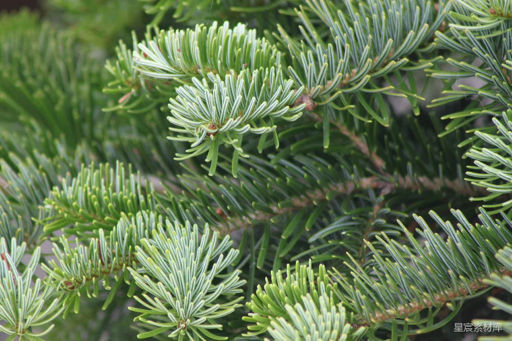 高清摄影 松树 针叶 自然 绿色 植物 松树针叶特写