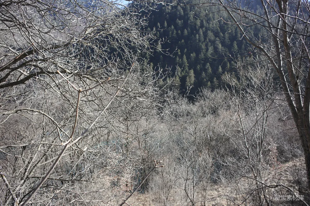 高清摄影 冬景 自然 森林 宁静 山脉 冬日森林的静谧之美