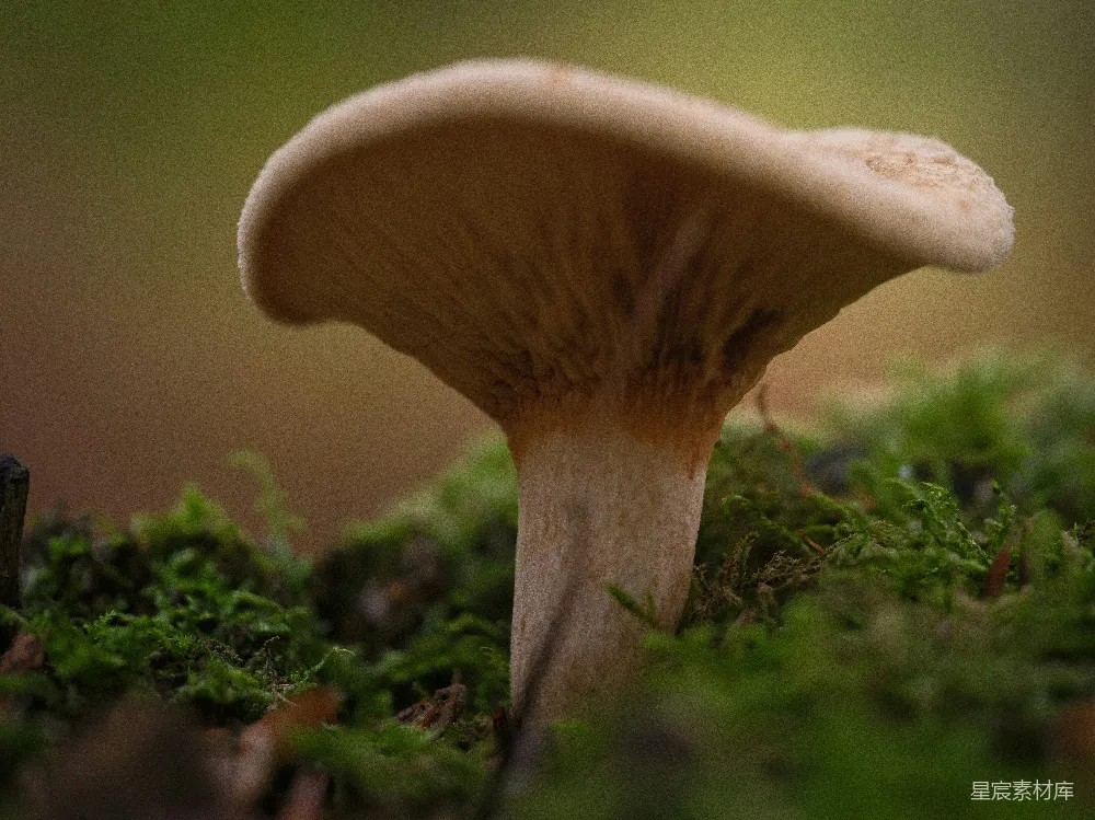 高清摄影 蘑菇 森林 自然 特写 生态 森林中的蘑菇特写