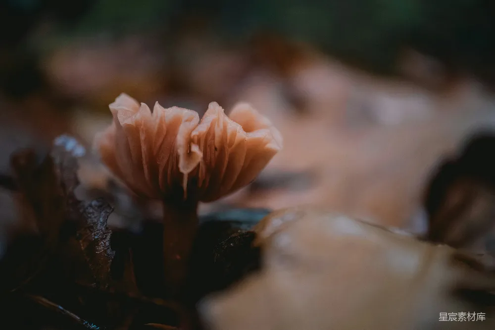 高清摄影 森林 花朵 自然 神秘 宁静 森林中的神秘花朵