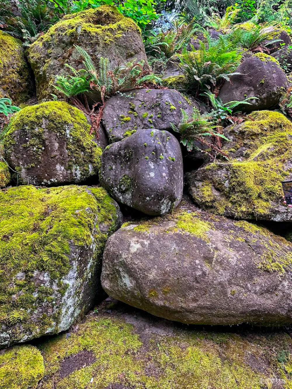 高清摄影 自然 岩石 苔藓 户外 宁静 青苔覆盖的岩石群