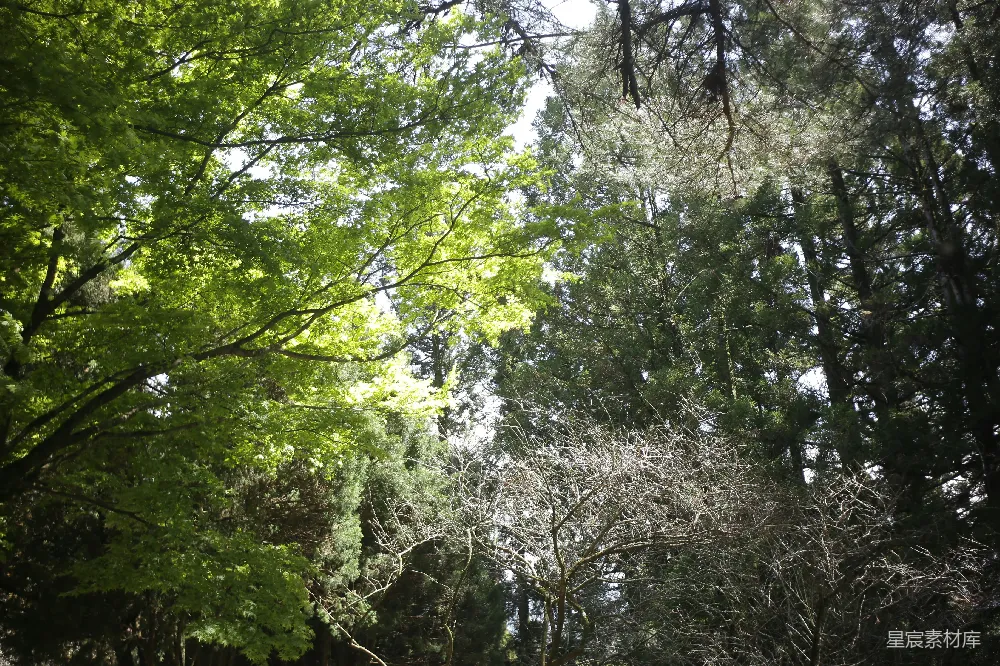 高清摄影 森林 自然 阳光 宁静 户外 阳光穿透森林的景象