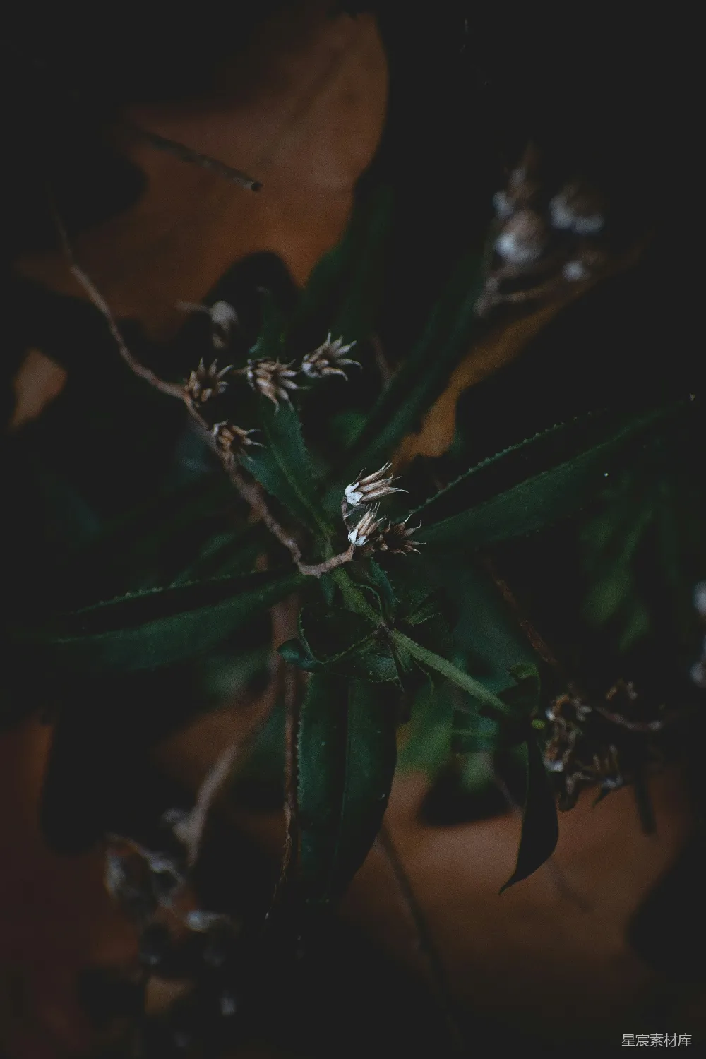 高清摄影 植物 深秋 枯叶 自然 细节 深秋的枯叶与植物