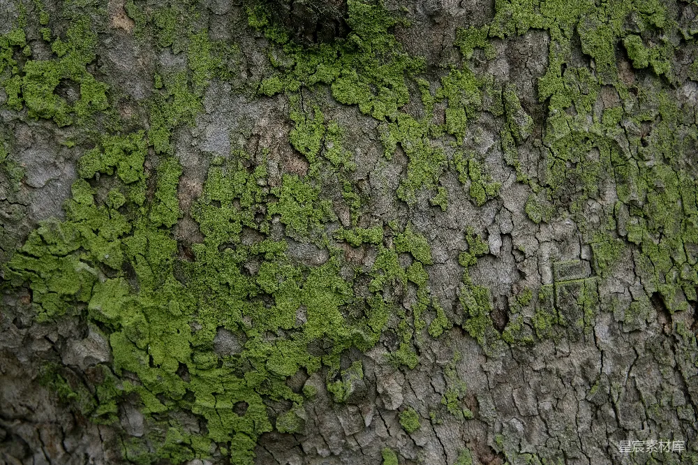 高清摄影 树皮 苔藓 自然 纹理 背景 苔藓覆盖的树皮纹理