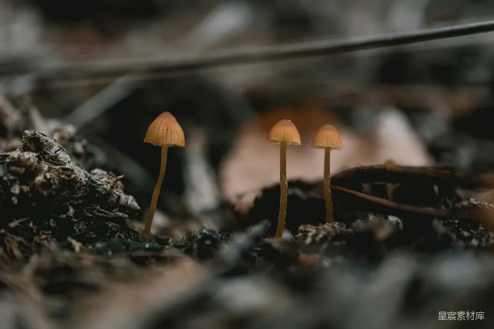 高清摄影 蘑菇 自然 森林 微距摄影 宁静 森林中的小蘑菇