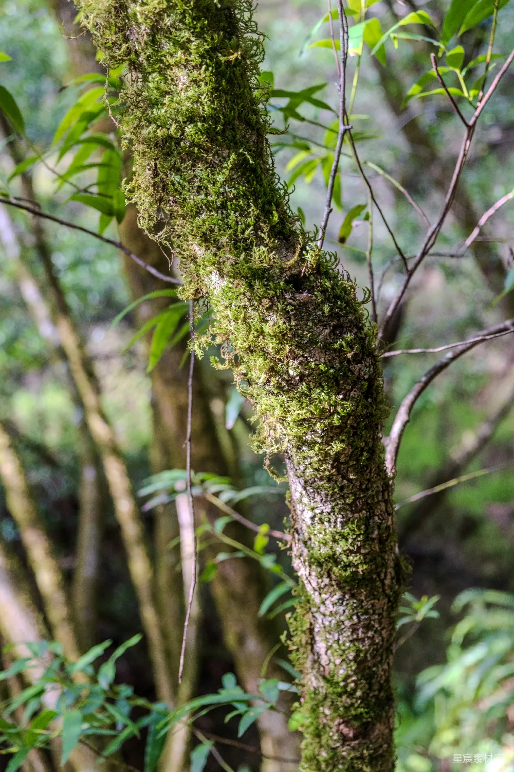高清摄影 苔藓 自然 森林 生态 树木 苔藓覆盖的树干