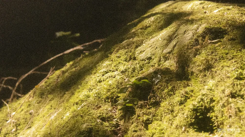 高清摄影 森林 阳光 自然 神秘 生态 幽暗森林中的阳光
