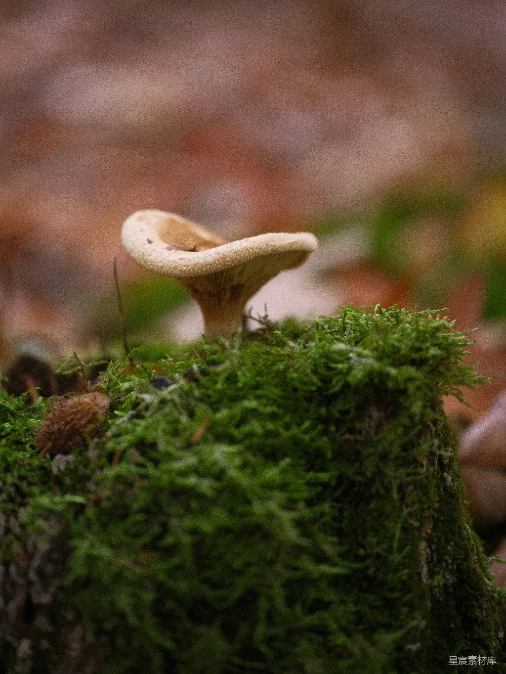 高清摄影 蘑菇 自然 森林 绿色 生态 森林里的蘑菇