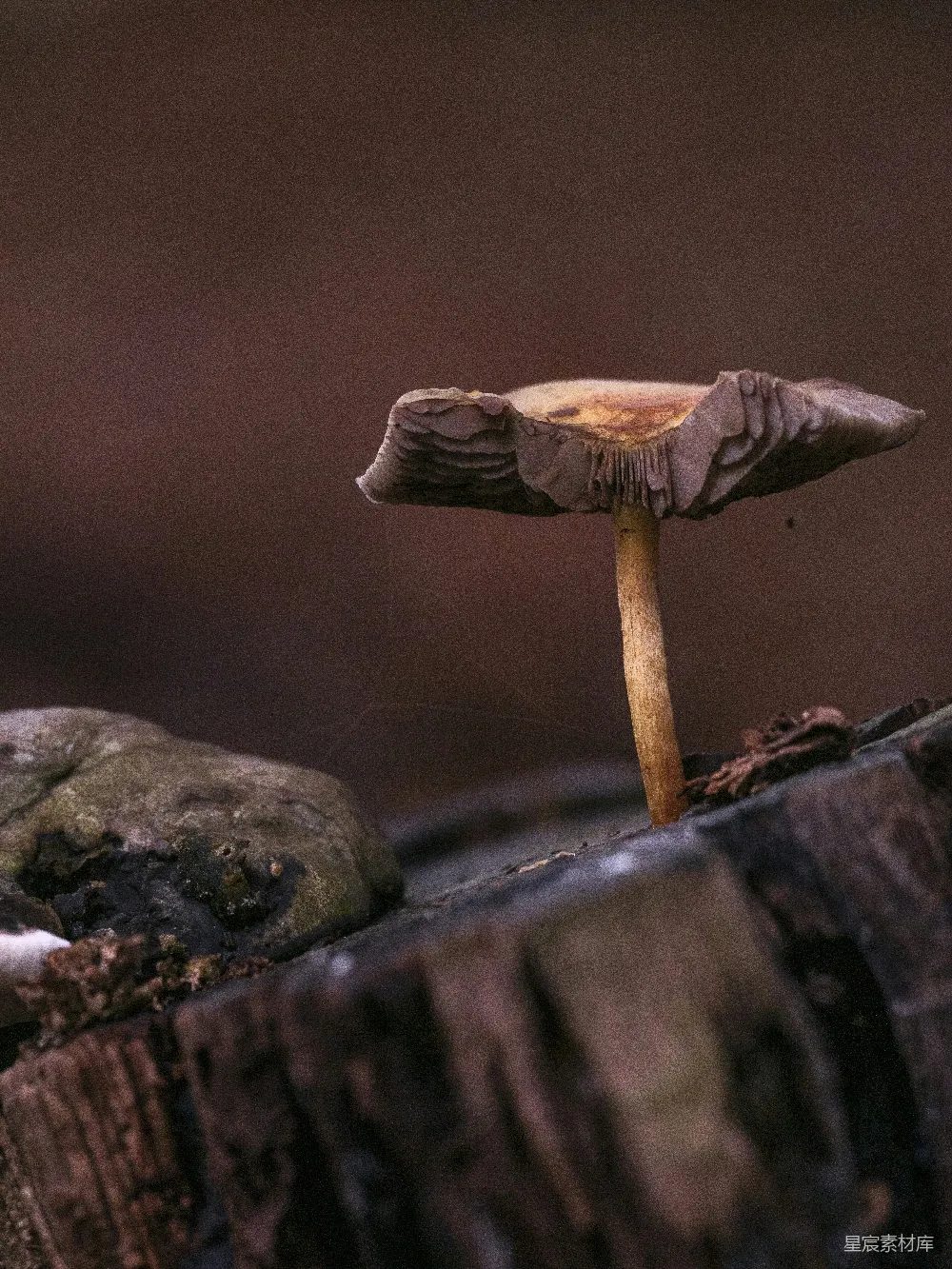 高清摄影 蘑菇 自然 森林 光影 神秘 森林中的神秘蘑菇