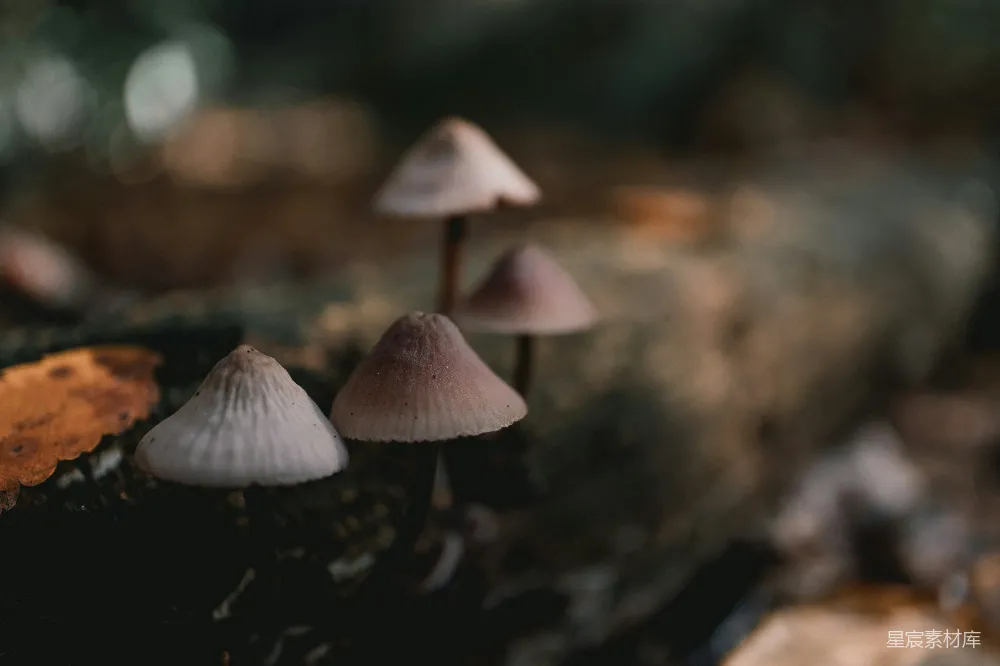高清摄影 蘑菇 自然 森林 微距 宁静 森林中的小蘑菇