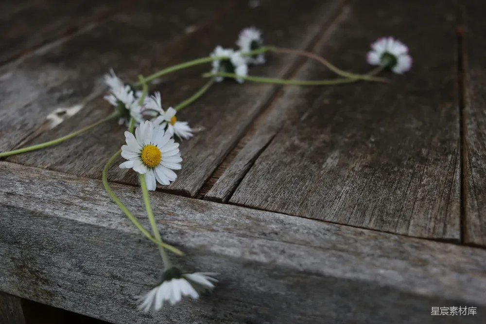高清摄影 雏菊 旧木桌 自然 静谧 乡村 雏菊与旧木桌