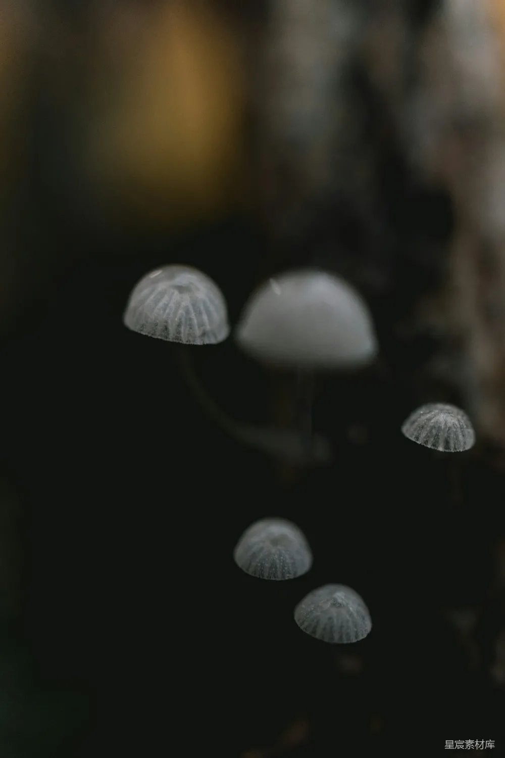 高清摄影 蘑菇 自然 微观 宁静 森林 雾中仙灵菇