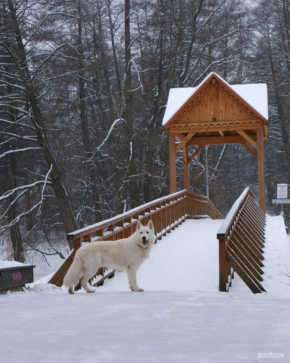 高清摄影 雪景 狗 木桥 自然 冬季 冬日雪景中的白色瑞士山地犬