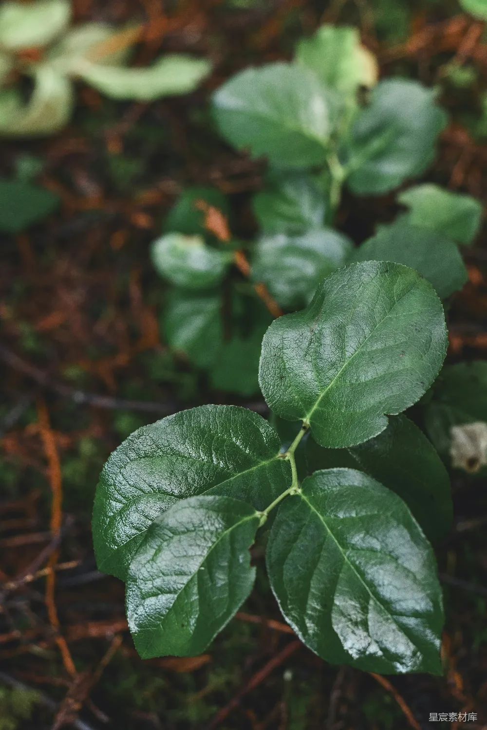 高清摄影 自然 植物 绿色 森林 生态 森林中的绿色植物